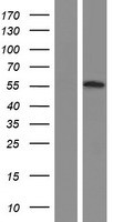 OSBPL2 Human Over-expression Lysate