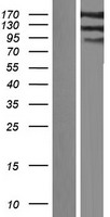 IQSEC1 Human Over-expression Lysate