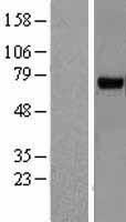 RHOBTB3 Human Over-expression Lysate