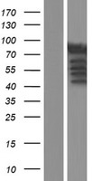 Rabphilin 3A (RPH3A) Human Over-expression Lysate