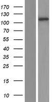 MLX interacting protein (MLXIP) Human Over-expression Lysate