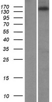 ZNF609 Human Over-expression Lysate