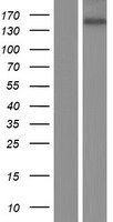 CAMTA2 Human Over-expression Lysate