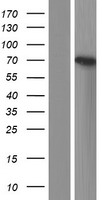 RTF1 Human Over-expression Lysate