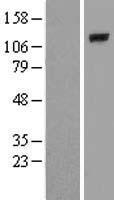 PLCL2 Human Over-expression Lysate