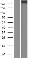 KIF13B Human Over-expression Lysate