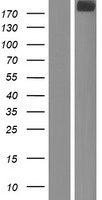 OBSL1 Human Over-expression Lysate