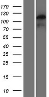 PSD3 Human Over-expression Lysate