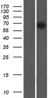 AHCYL2 Human Over-expression Lysate