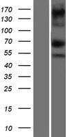 ASXL1 Human Over-expression Lysate