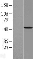 SAMM50 Human Over-expression Lysate