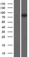 SAMD4A Human Over-expression Lysate