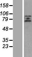 ZBTB20 Human Over-expression Lysate