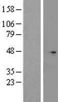 C2orf24 (CNPPD1) Human Over-expression Lysate