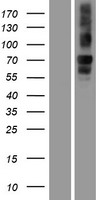 Neurobeachin (NBEA) Human Over-expression Lysate