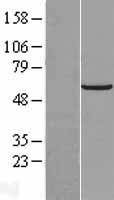 NOP53 Human Over-expression Lysate