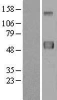 ERLEC1 Human Over-expression Lysate