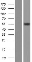 GPKOW Human Over-expression Lysate