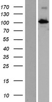 PDZD6 (INTU) Human Over-expression Lysate