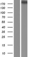 CPAMD8 Human Over-expression Lysate