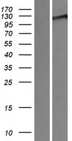 WWC3 Human Over-expression Lysate