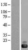 CUTA Human Over-expression Lysate