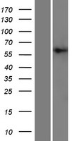 PIGT Human Over-expression Lysate