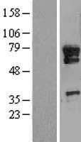 KIAA0859 (METTL13) Human Over-expression Lysate