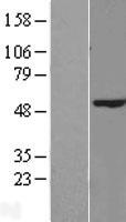 METTL25B Human Over-expression Lysate