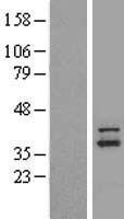 NDUFAF1 Human Over-expression Lysate