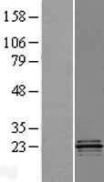 COQ4 Human Over-expression Lysate