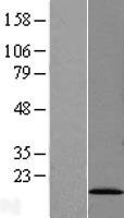 SF3B14 (SF3B6) Human Over-expression Lysate