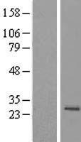 MRPS23 Human Over-expression Lysate
