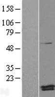 PAM16 Human Over-expression Lysate