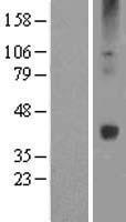 WNT16 Human Over-expression Lysate
