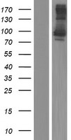 KCTD3 Human Over-expression Lysate