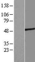ASB4 Human Over-expression Lysate