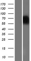 NAGPA Human Over-expression Lysate