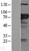 BIN2 Human Over-expression Lysate