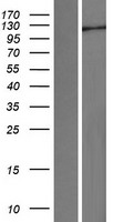 HERC5 Human Over-expression Lysate