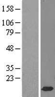 HSPC152 (TRMT112) Human Over-expression Lysate