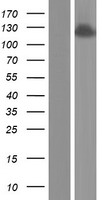 ANKFY1 Human Over-expression Lysate