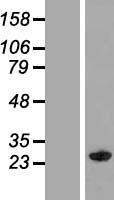 MOG1 (RANGRF) Human Over-expression Lysate