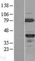 GMPR2 Human Over-expression Lysate