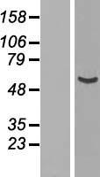 NUP54 Human Over-expression Lysate