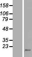 CALML5 Human Over-expression Lysate