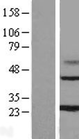 MAGP1 (MFAP2) Human Over-expression Lysate