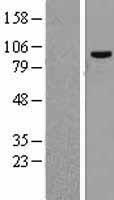 CPSF2 Human Over-expression Lysate