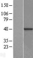 DNAJB12 Human Over-expression Lysate