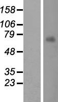 MKS1 Human Over-expression Lysate